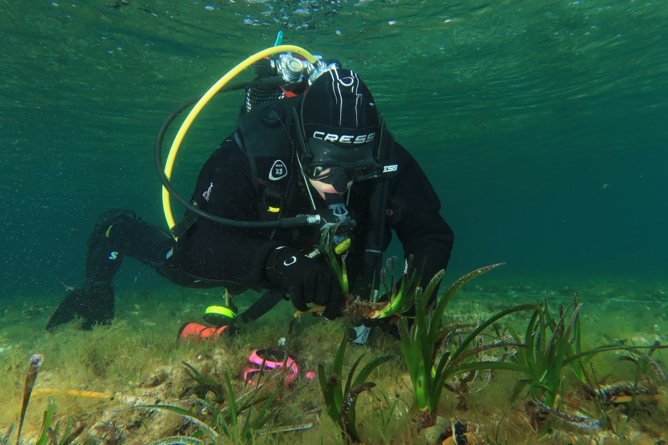 FINALIZACION DE LOS TRABAJOS DE PLANTACION DE POSIDONIA OCEANICA EN EL PUERTO DE FORNELLS